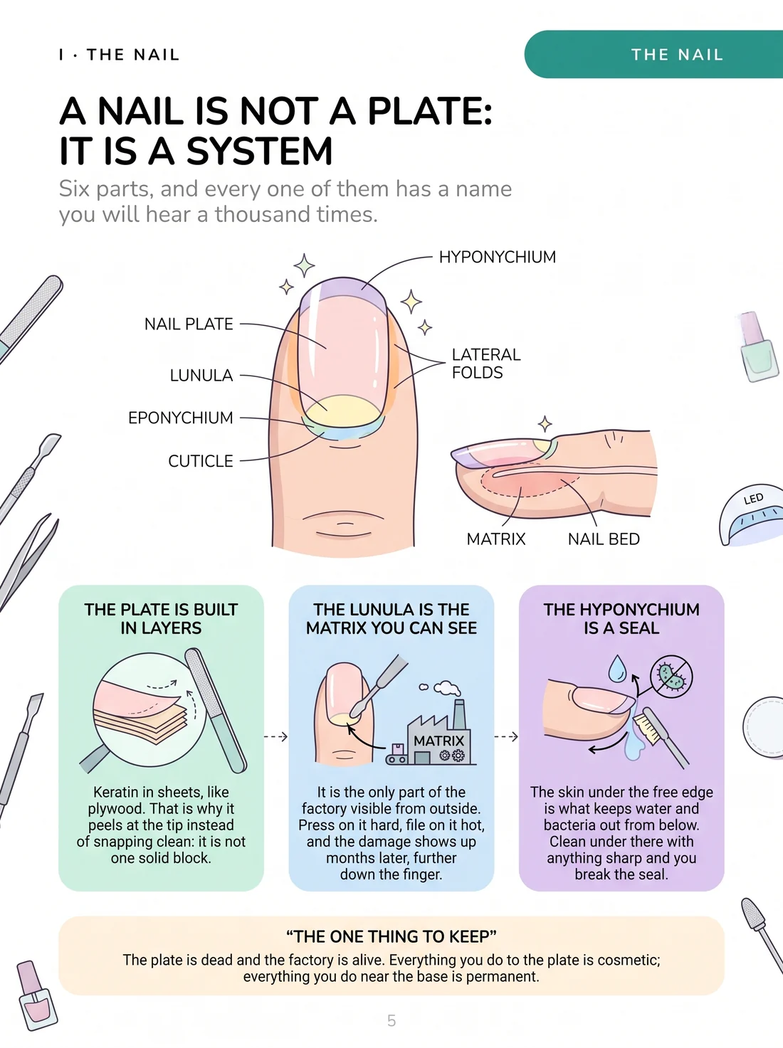A nail is not a flat plate: the parts, drawn and named